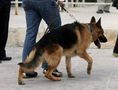 Ορεστιάδα: Σκύλος της Δίωξης ανακάλυψε αποθήκη γεμάτη χασίς